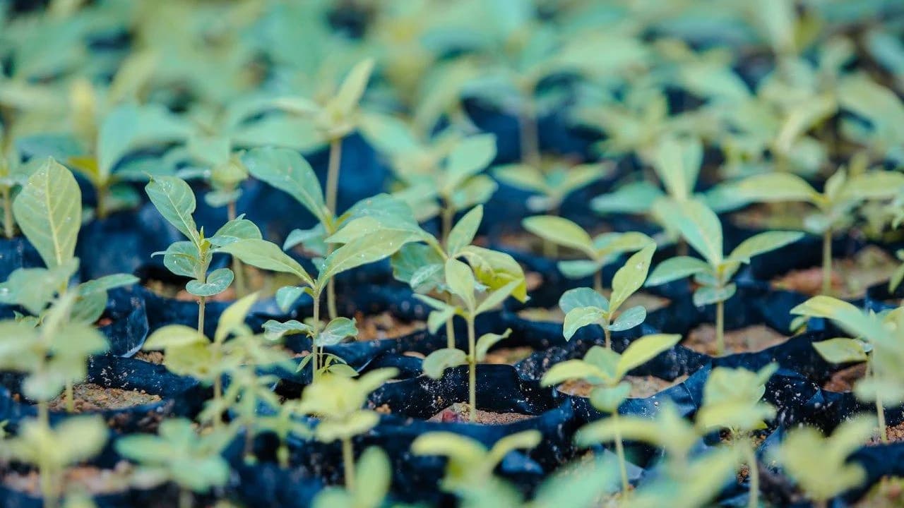 Close-up of young green tree saplings growing in nursery bags; no people visible