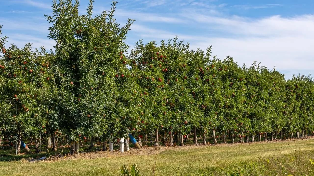 Rows of apple trees heavy with red fruit at an orchard in Clarington, Ontario; no people visible.